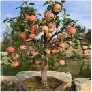 Dwarf Bonsai Apple 25 Seeds Organic Mini Delicious Fruit Planter Tree