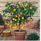 Perfume Lemon 30 pcs Seeds - Grow Your Own Delicious Fruit-Bearing Bonsai Tree