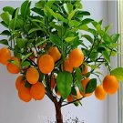 20 SEEDS Bonsai Orange Tree Seeds,Grow a Delicious Fruit Bearing Bonsai Tree