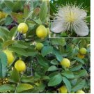 Yellow GUAVA 30 Seeds (Psidium guajava) Lemon Guava, Apple Guava Organic