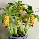 Bonsai Banana 25 Seeds Organic Mini Delicious Fruit Dwarf Planter Tree