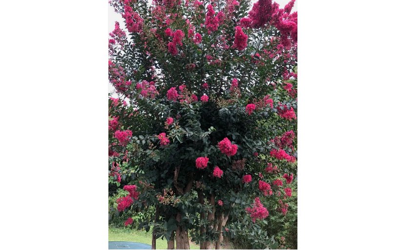 50 SEEDS Crape Myrtle Tree Lagerstroemia Indica Flower Seeds- Pink, Purple ,Red, White