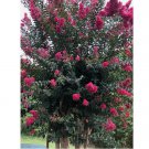 50 SEEDS Crape Myrtle Tree Lagerstroemia Indica Flower Seeds- Pink, Purple ,Red, White 50 SEEDS Crape Myrtle Tree Lagerstroemia Indica Flower Seeds- Pink, Purple ,Red, White
