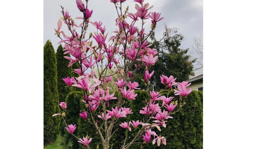 POT ANN STAR MAGNOLIA TREE GREENHOUSE 1 pack 2''