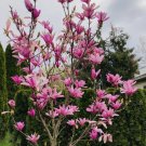 POT ANN STAR MAGNOLIA TREE GREENHOUSE 1 pack 2''