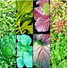 ASIAN LEAFY MIX  1000 SEEDS SPRING MICROGREENS SALAD HEIRLOOM NON-GMO