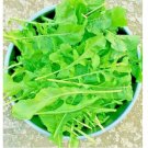ARUGULA SEEDS SPRING VEGETABLE GARDEN SALAD GREENS HERB MICROGREEN NON-GMO 2500 SEEDS ARUGULA SEEDS SPRING VEGETABLE GARDEN SALAD GREENS HERB MICROGREEN NON-GMO 2500 SEEDS