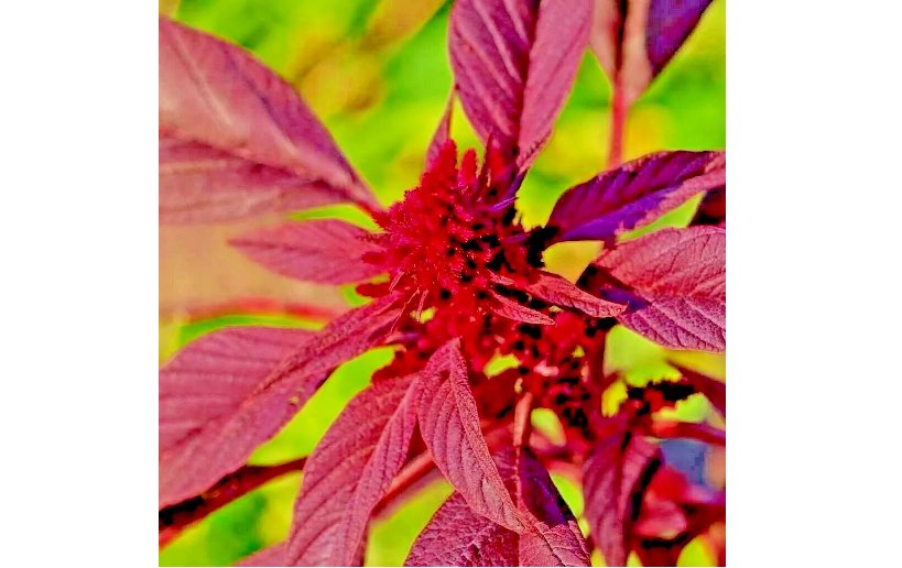 MIDNIGHT AMARANTH SEEDS VEGETABLE RARE GARDEN NON-GMO HEIRLOOM HERB USA 2000 SEEDS