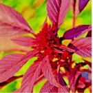 MIDNIGHT AMARANTH SEEDS VEGETABLE RARE GARDEN NON-GMO HEIRLOOM HERB USA 2000 SEEDS
