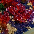 RUBY LETTUCE SPRING MIX SALADS GARDEN VEGETABLE HARDY HEIRLOOM NON-GMO USA 1000 SEEDS