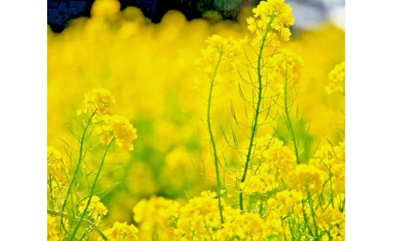 MUSTARD 2000 SEEDS SPRING MICROGREENS NON-GMO GARDEN PEST REPELLENT MEDICINAL