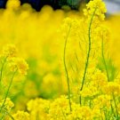 MUSTARD 2000 SEEDS SPRING MICROGREENS NON-GMO GARDEN PEST REPELLENT MEDICINAL