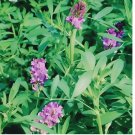 2000 SEEDS Alfalfa Cover Crop Seeds | NON-GMO