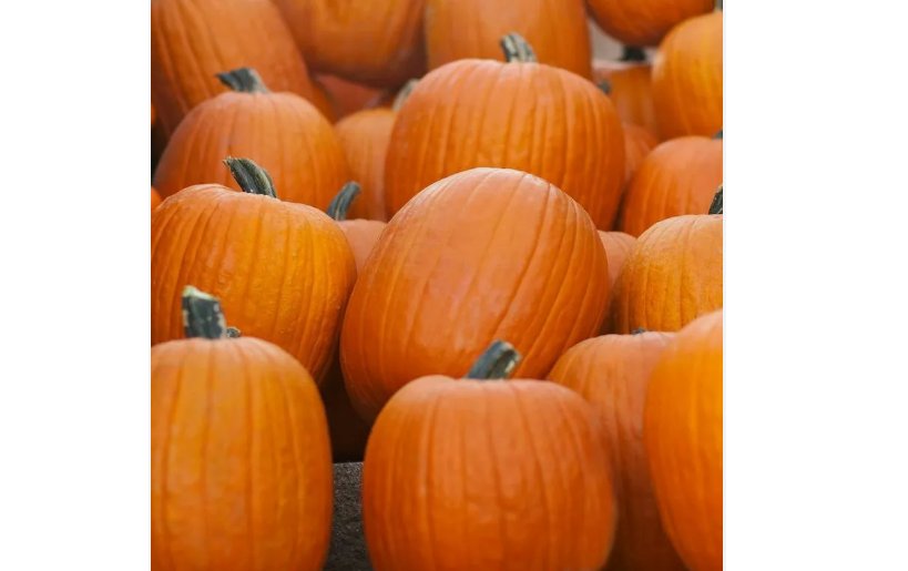 Jack O Lantern Pumpkin 20 Seeds