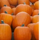 Jack O Lantern Pumpkin 20 Seeds