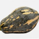 Taro Flavor Pumpkin 10 Seeds XiangYu Nangua Chinese Winter Squash Hybrid F1 USA