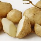 Jicama 40 Seeds | Mexican Yam Bean | Non-GMO Root Potato, Tuber Vegetable, Fruit