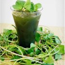 Pennywort 500 Seeds, Gotu Kola , Centella asiatica, Rau Ma seeds, Asian Vegies