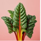 RAINBOW SWISS CHARD 125 SEEDS | HEIRLOOM NON-GMO
