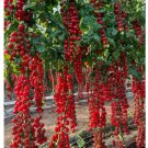 WATERFALL TOMATOES 100 SEEDS - SWEET - HIGH YIELD - HEIRLOOM - ORGANIC