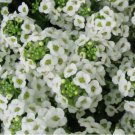 1000 SEEDS Alyssum, Sweet CARPET OF SNOW Perennial White Heirloom USA Non-GMO