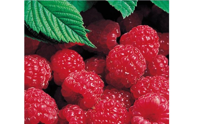 Red Raspberry seeds, Non GMO 50 SEEDS