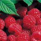 Red Raspberry seeds, Non GMO 50 SEEDS