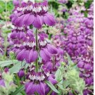 500 SEEDS CHINESE HOUSES Wildflower Sun or Shade! Pollinator Attractor Non-GMO
