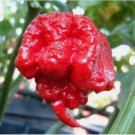 Carolina Reaper Chili Pepper Seeds World Record Hot Peppers 100 SEEDS