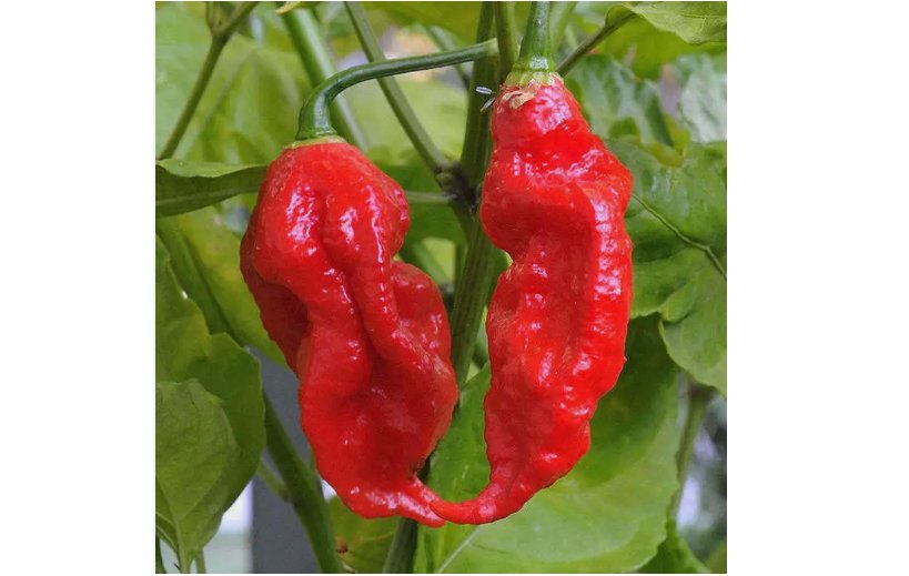 Ghost Pepper Seeds Bhut Jolokia World Record Hot Peppers Vegetable Seed 100 SEEDS