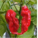 Ghost Pepper Seeds Bhut Jolokia World Record Hot Peppers Vegetable Seed 100 SEEDS