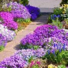 ROCK CRESS 1000 SEEDS ROYAL HUMMINGBIRD SPRING MIX GROUND COVER DEER RESISTANT