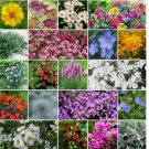 1000 SEEDS ROCK GARDEN PERENNIAL Mix Ground Cover Summer Blooms 24 Types Non-GMO