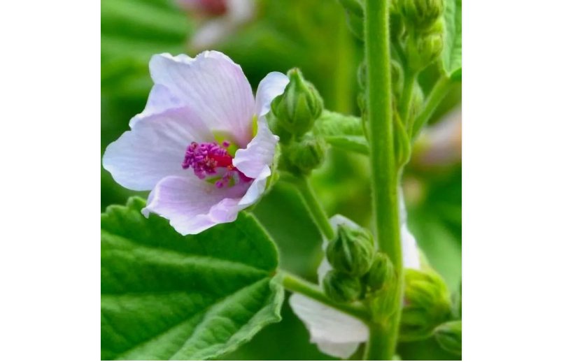 250 SEEDS Marshmallow Seeds | NON-GMO