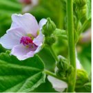 250 SEEDS Marshmallow Seeds | NON-GMO