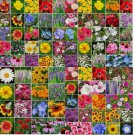 5000 SEEDS Wildflower Mix LANDSCAPER’S PACK BULK Top Sellers Non-GMO