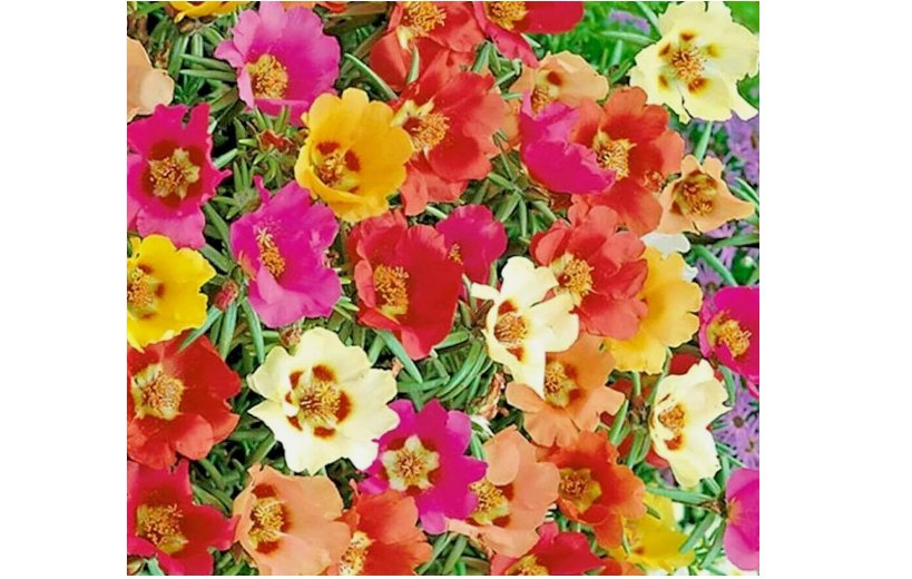 MOSS ROSE DOUBLE GRANDIFLORA SEEDS SPRING MIX FLOWERS GROUNDCOVER USA 3000 SEEDS