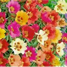 MOSS ROSE DOUBLE GRANDIFLORA SEEDS SPRING MIX FLOWERS GROUNDCOVER USA 3000 SEEDS