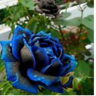 EXOTIC RARE ROSE SEEDS home garden flower plant bush diy sun Rosas hybrid tea 20 SEEDS
