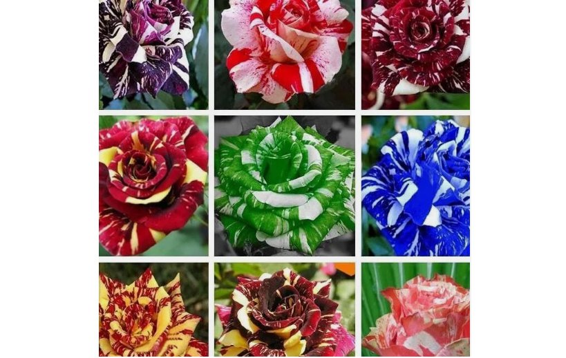 EXOTIC RARE STRIPED DRAGON ROSE SEEDS garden flower plant Rosas tea hybrid 20 SEEDS