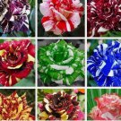EXOTIC RARE STRIPED DRAGON ROSE SEEDS garden flower plant Rosas tea hybrid 20 SEEDS EXOTIC RARE STRIPED DRAGON ROSE SEEDS garden flower plant Rosas tea hybrid 20 SEEDS