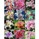 EXOTIC rare LILY SEEDS for garden flower perennial plant beds USA SELLER USPS 20 SEEDS