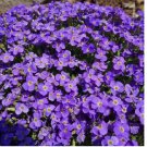 500 SEEDS Groundcover AUBRIETA WHITEWELL GEM Purple Rock Cress PERENNIAL Non-GMO