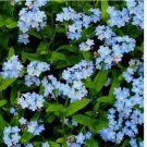 500 SEEDS Forget Me Nots BLUE Perennial Cut Flowers Spring Blooms Non-GMO