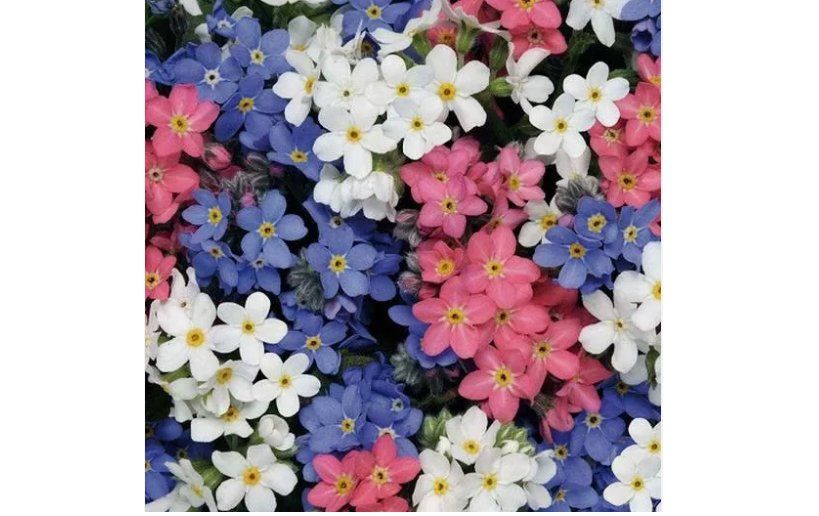 500 SEEDS Forget Me Nots MIXED COLORS Perennial Early Blooms Pollinators Non-GMO