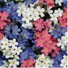 500 SEEDS Forget Me Nots MIXED COLORS Perennial Early Blooms Pollinators Non-GMO