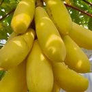 mini potted Golden papaya 26 seeds/packet