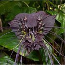 10 SEEDS Tacca chantrieri, Black Bat Devil Flower, Black Orchid