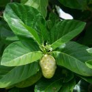 5 SEEDS Morinda citrifolia - Noni, India Mulberry