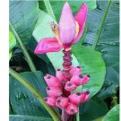 5 SEEDS Musa velutina, Pink Dwarf Banana